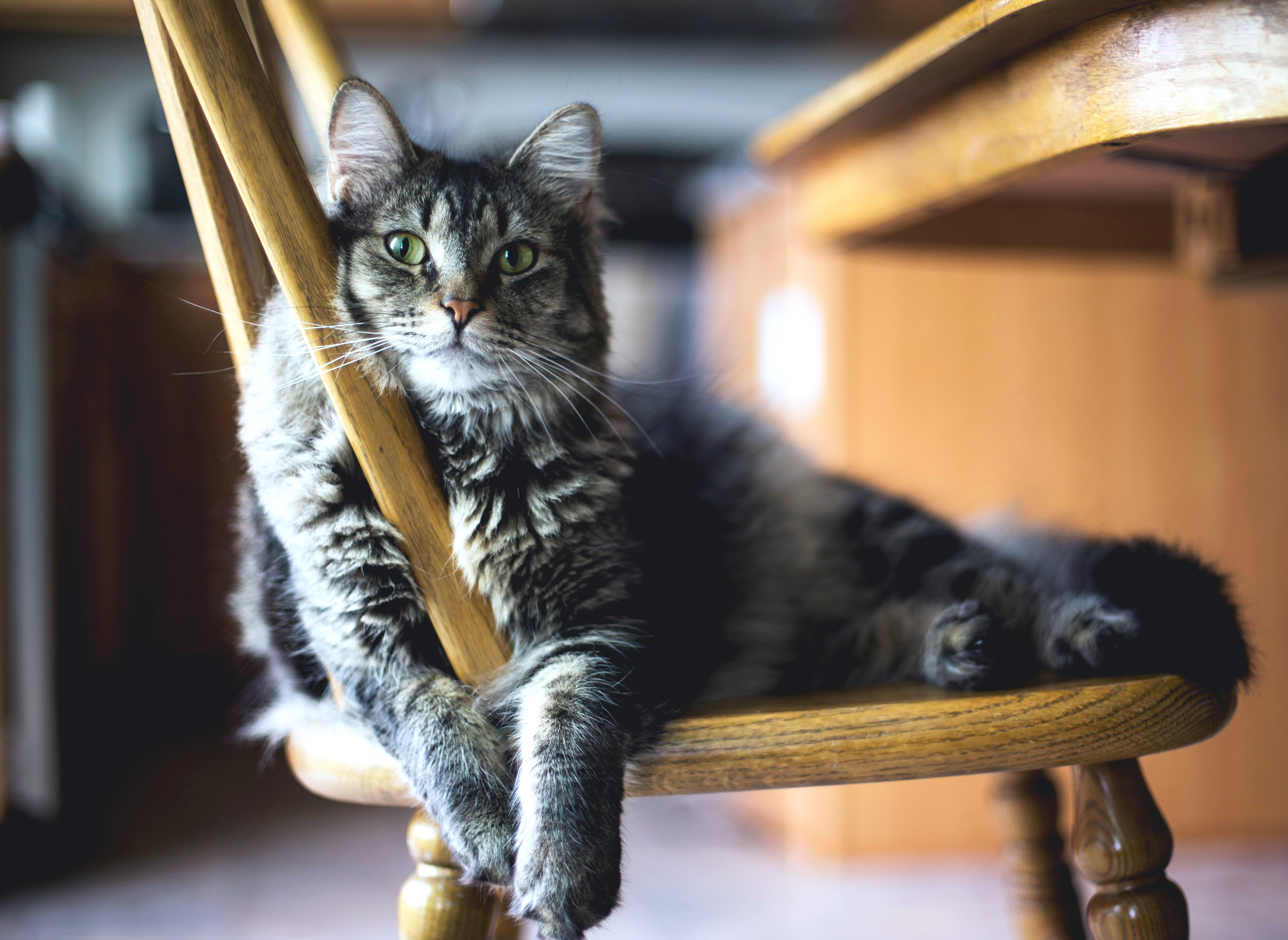 Cats Have Nearly 300 Facial Expressions, Says Study